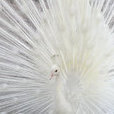 AlbinoPeacock