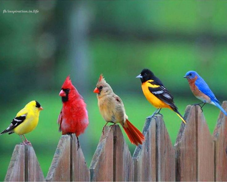 Pretty birds.jpg