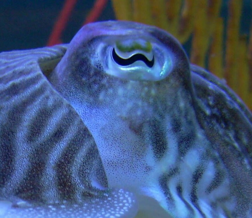 Cuttlefishhead-1.jpg
