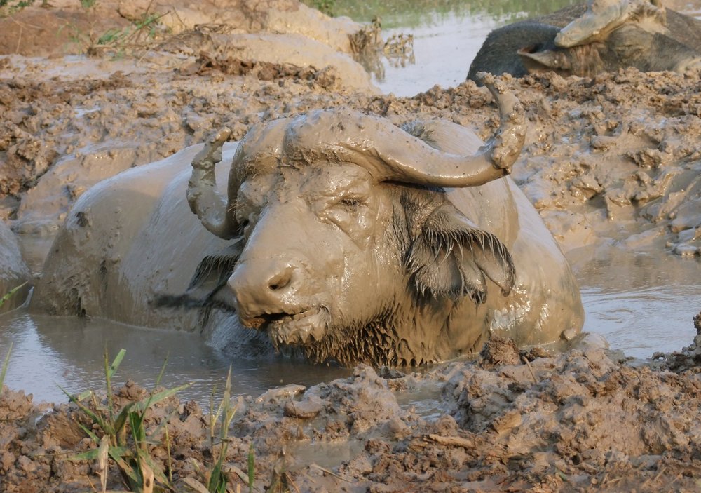 Mud_buffalo.jpg