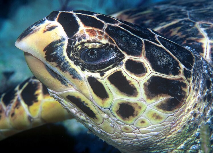 hawksbill sea turtle.jpg