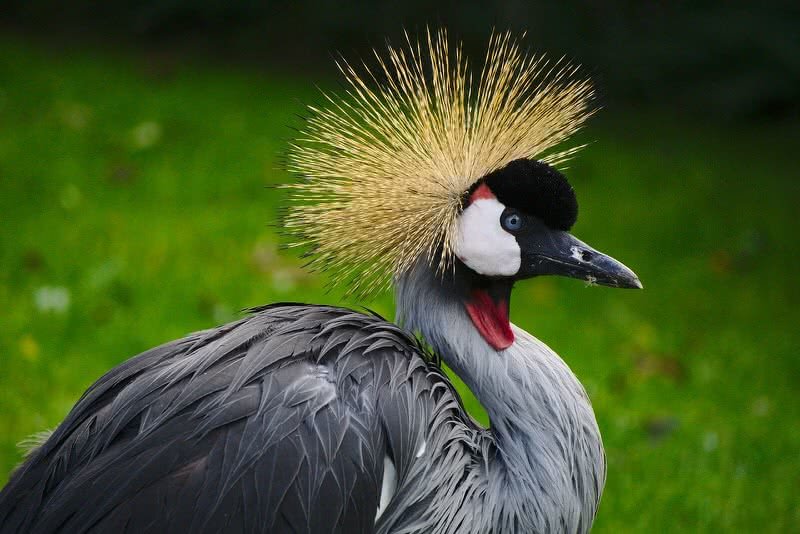 grey-crowned-crane.jpg