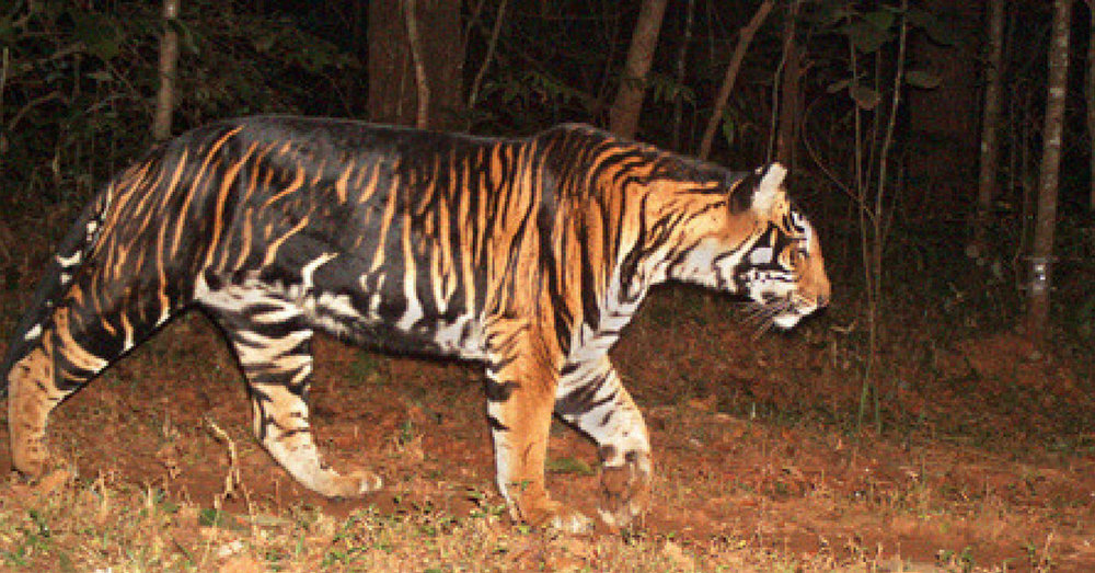 odisha-black-tiger.jpg