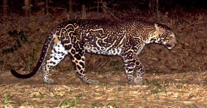 pseudomelanisticleopard.jpg