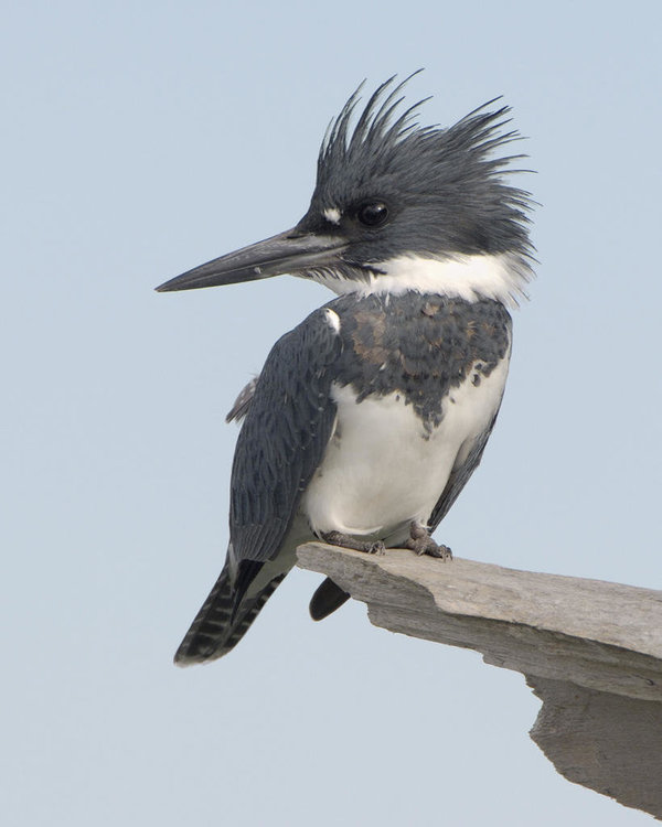 belted kingfisher male.jpg