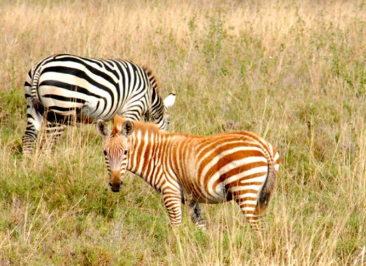 brown-striped-zebra.jpeg