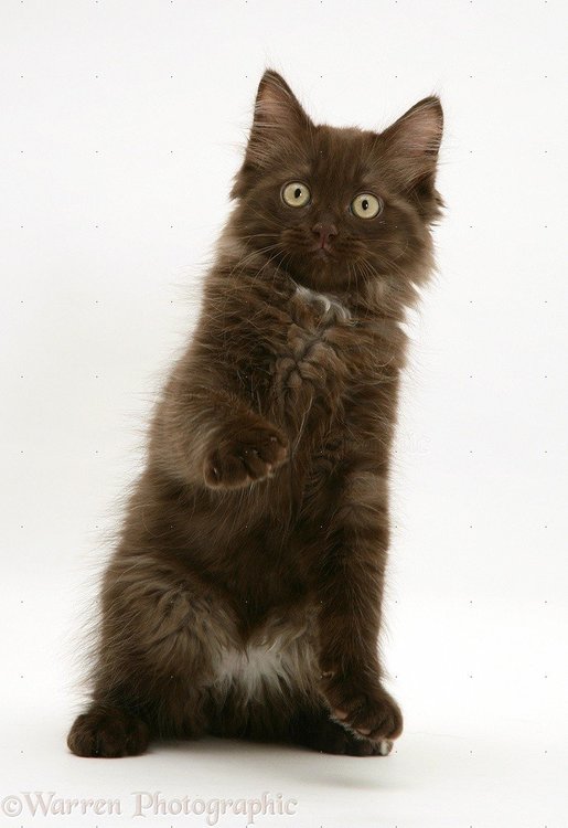 26268-Chocolate-Persian-cross-kitten-with-raised-paw-white-background.thumb.jpg.15788fc853d1da56790ae6da5e734438.jpg