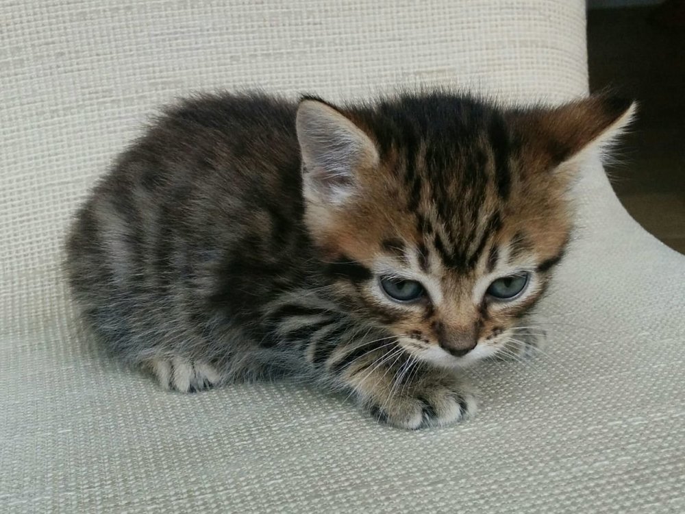 adorable-female-tabby-kitten-for-sale-56dac97b9e8a6.thumb.jpeg.e995078220fa9cc0496b71855c5ce57d.jpeg
