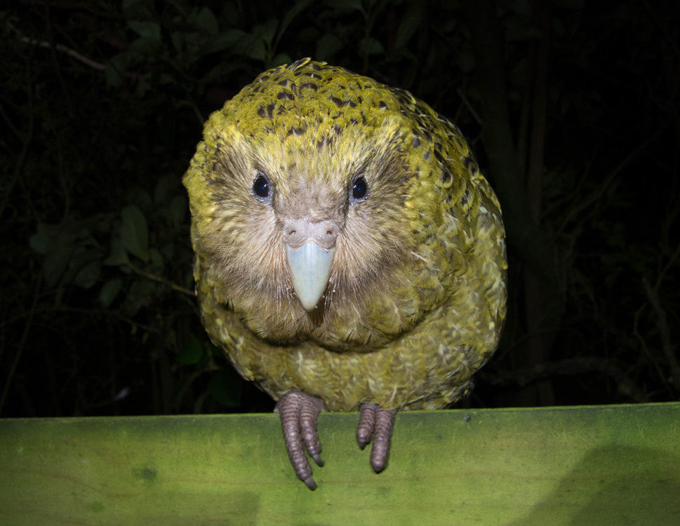 kakapo-1024x792.thumb.jpg.1396045722c9f8b9dac2995673f543df.jpg