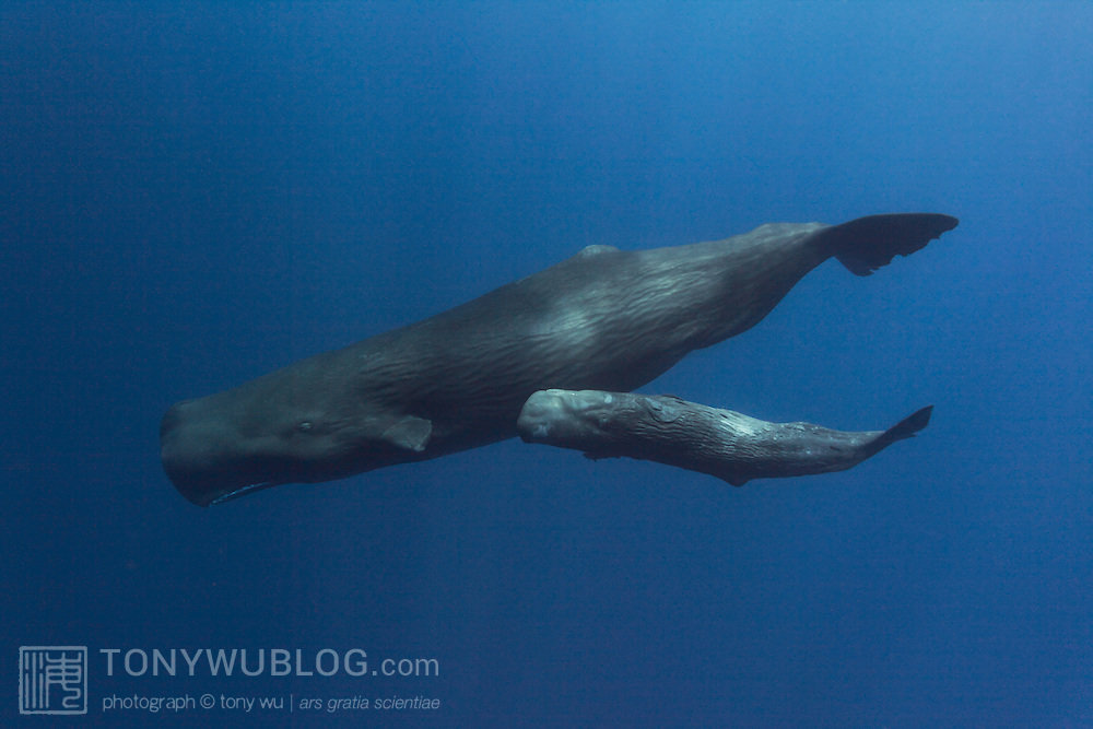 sperm-whale-mother-and-baby-201001-2397.jpg.a8d1a2fbc1034eed7b4e32846b4c87c9.jpg
