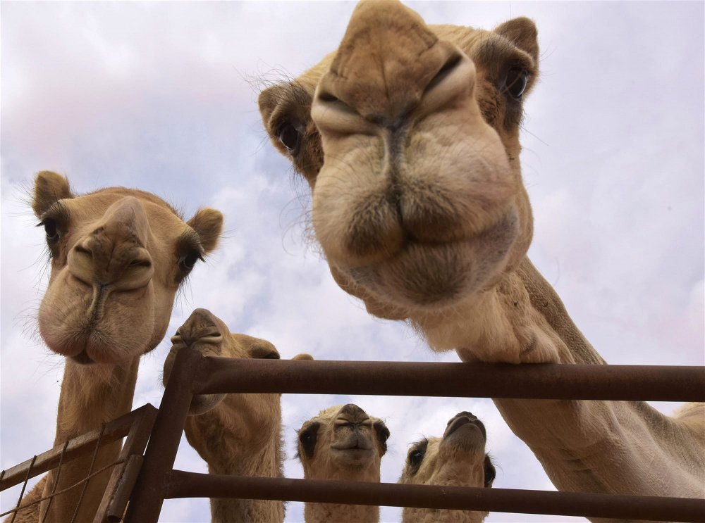 LP1-Camel-closeup.jpg