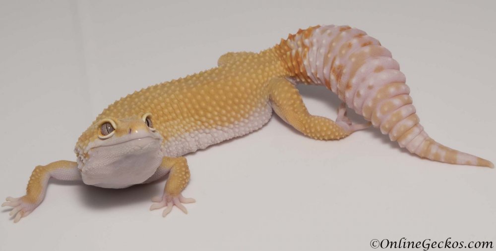 leopard-gecko-tail-waving-behavior-shake-tremper-sunglow.thumb.jpg.f12939038cf586a1d45b0bd9d8afa707.jpg