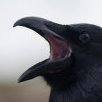 crow-corvid