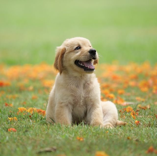 dog-puppy-on-garden-royalty-free-image-1586966191.jpg.960b4bded45234f1fff3b61546aa5900.jpg