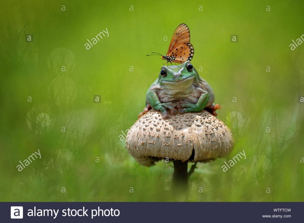 close-up-of-butterfly-and-frog-on-mushroom-WTFTCW.thumb.jpg.307b40c08471db4b39de20f4e16fa7ef.jpg