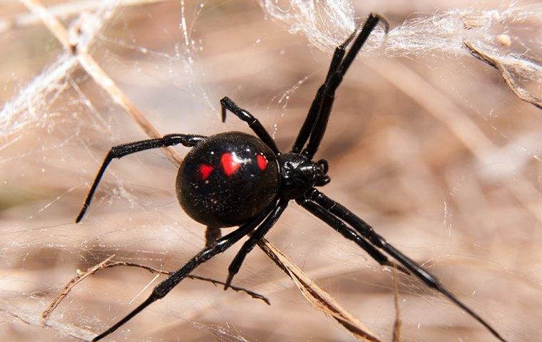 black-widow-spider-on-web (1).jpg