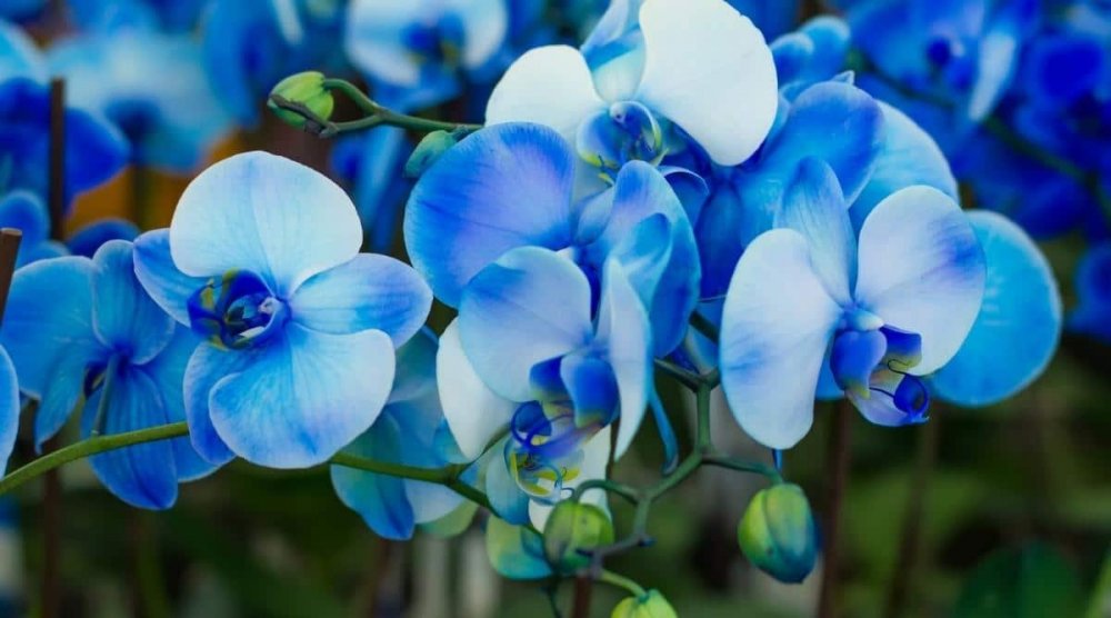 Dyed-Blue-Orchid-Flowers.thumb.jpg.ccf658c4c25148e0592092d0d151167e.jpg