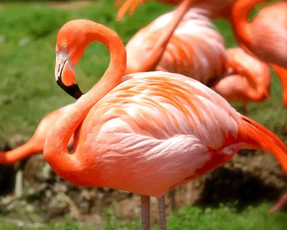most_beautiful_birds_flamingo.png